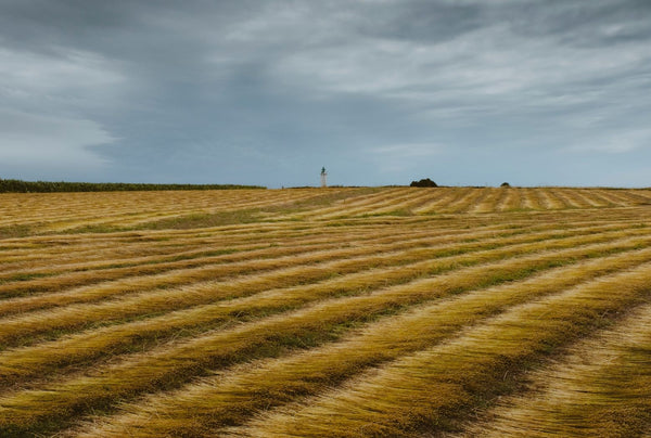 Flax, the most sustainable fibre in the world turned into fine Belgian Linen